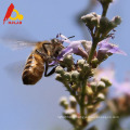 Meilleure abeille chaste aigre biologique